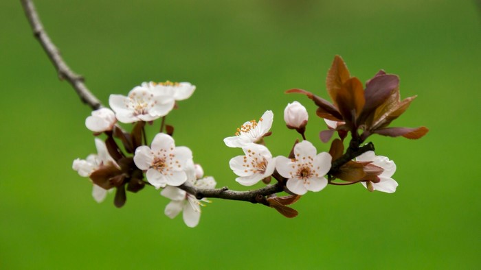 Apple blossom branch with green background