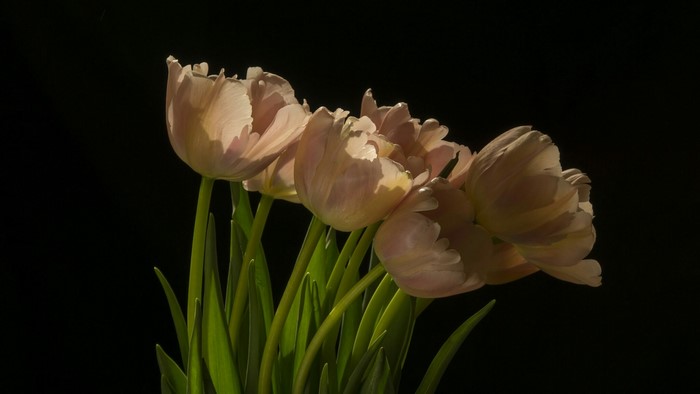 Light Pink Tulips on Black Background