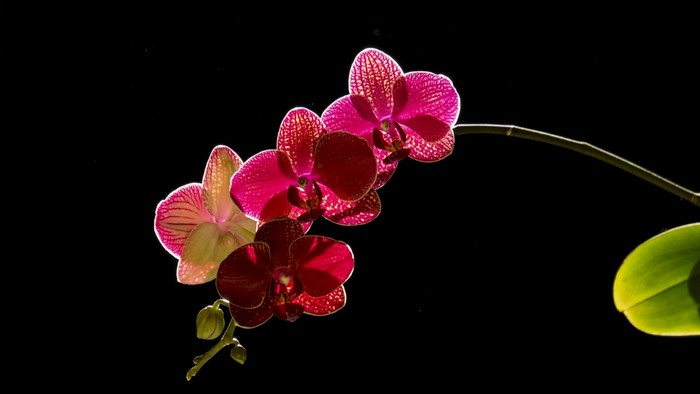 Pink and red orchids on a black background