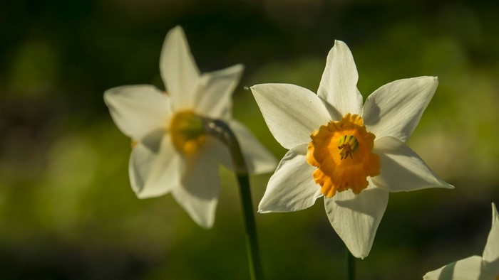 White and yellow daffodils in sunlight