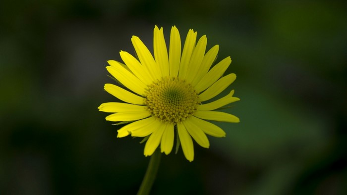 Yellow daisy-like flower with a dark background