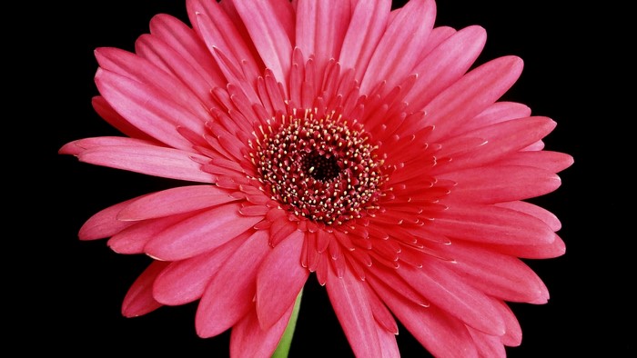Pink Gerbera Daisy Flower