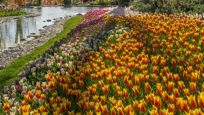 A park with a stream and a field of tulips