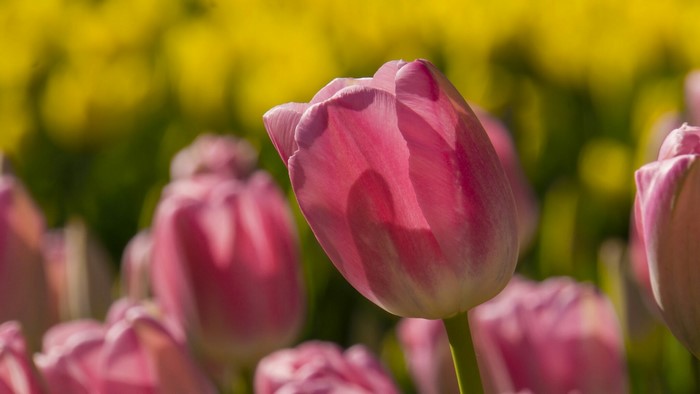 Pink Tulips in a Field