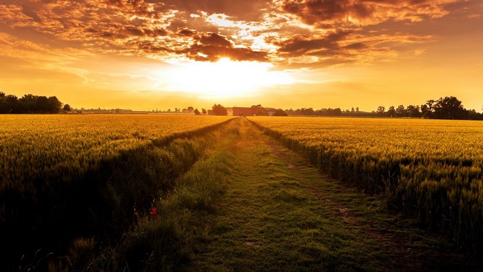 Wheat field at sunset with a path