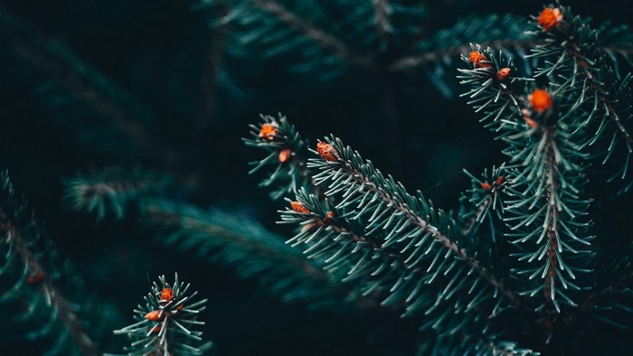 Close-up of pine tree branches with orange buds