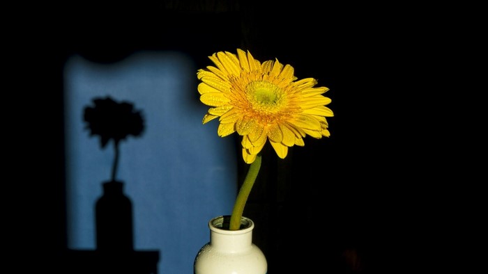 Yellow Gerbera Daisy in a Vase with Shadow