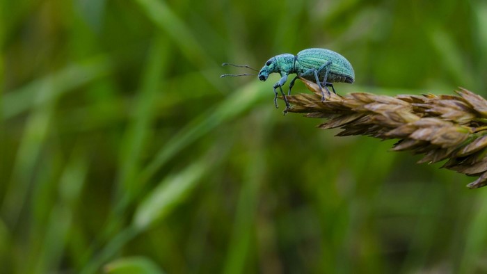 Green weevil on a plant stalk