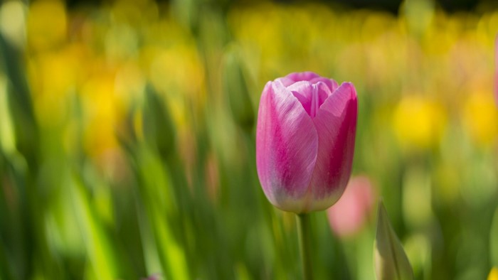Pink Tulip in a Field of Yellow Flowers