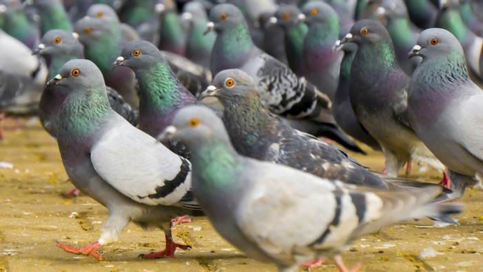 A flock of pigeons on a paved surface