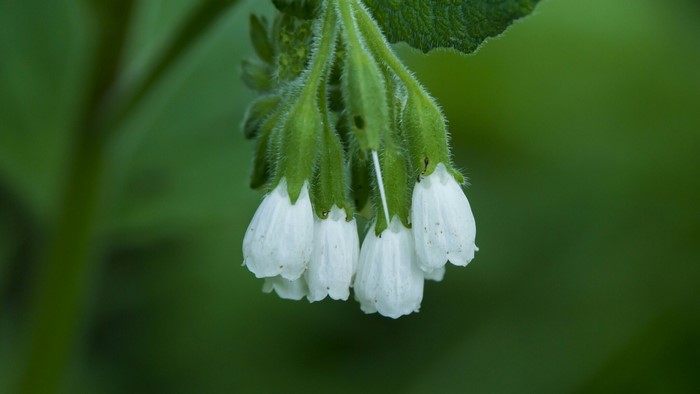 White bell-shaped flowers on a green stem