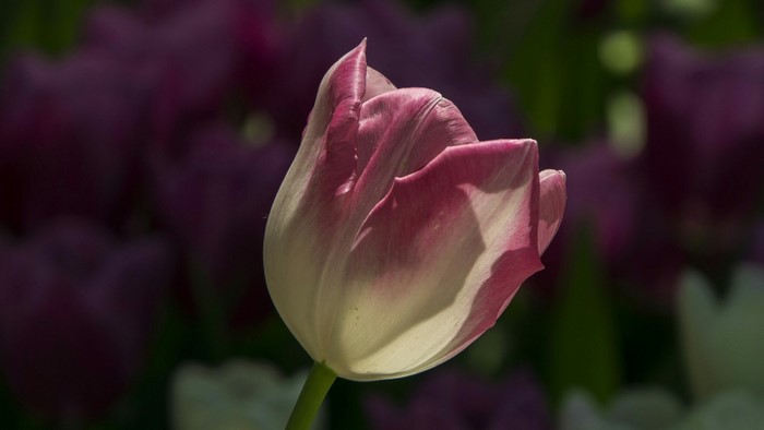Pink and white tulip flower