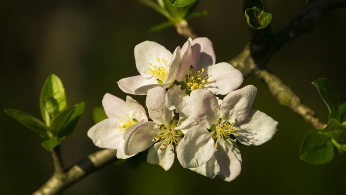 Apple blossom flowers on a branch