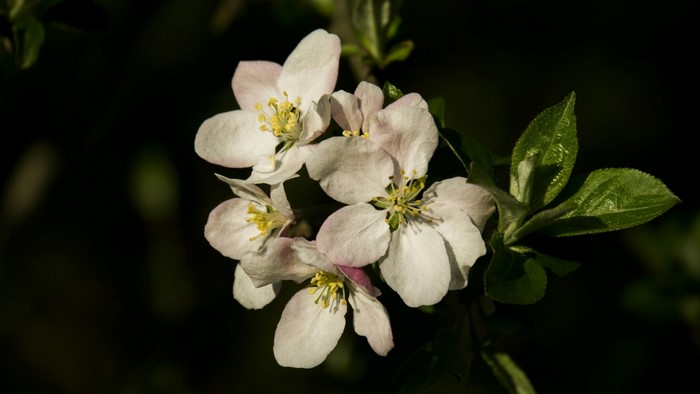 Apple blossoms with green leaves