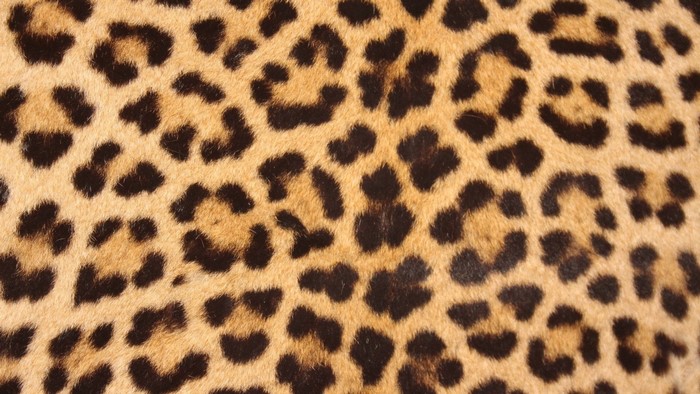 Leopard Print Texture
