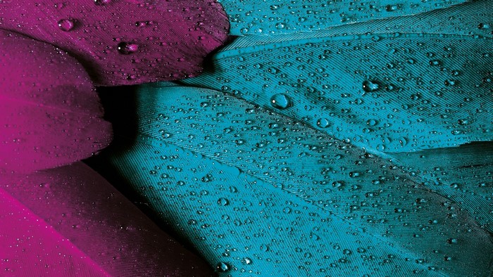 Close-up of Wet Feathers