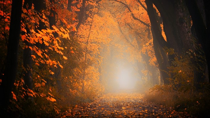 Autumn forest path with sunbeams