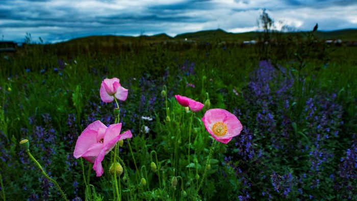 Pink Poppies in a Field