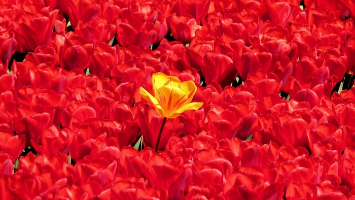 A single yellow tulip stands out among a field of red tulips
