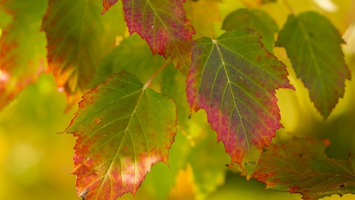 Autumn leaves with red and green colors