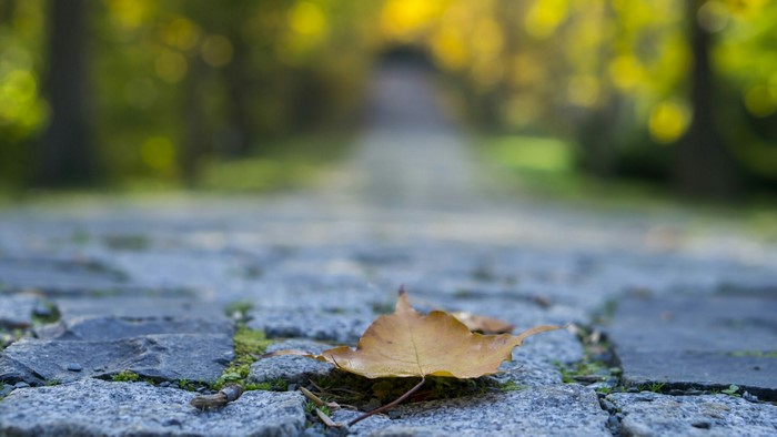 Fallen leaf on a cobblestone path in autumn