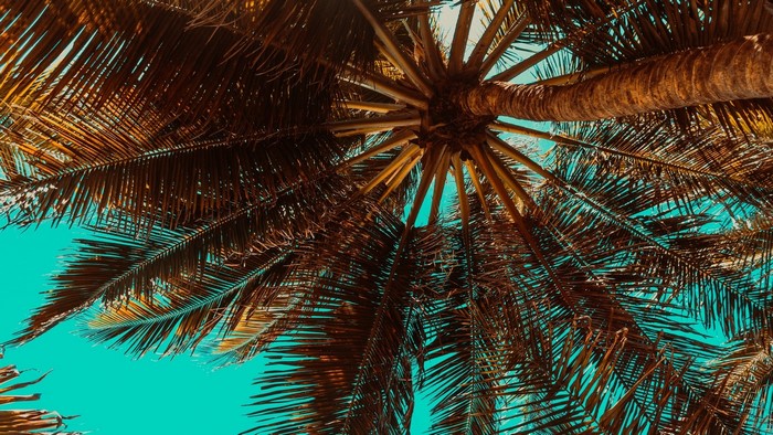 Palm Tree Fronds Against Blue Sky