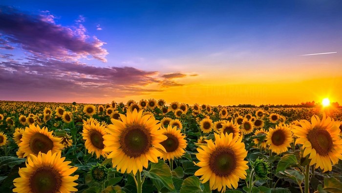 Sunflower field at sunset
