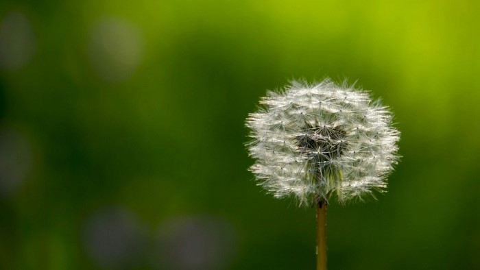 Dandelion seed head on green background