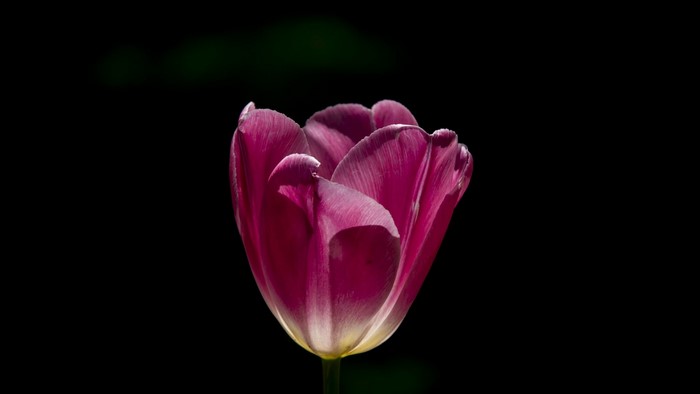 Close-up of a purple tulip against a black background