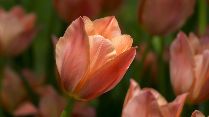 Close-up of a peach tulip in a field