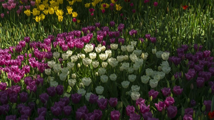 Field of colorful tulips in bloom