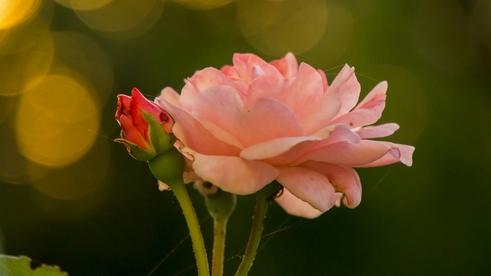 Pink rose and red rose bud