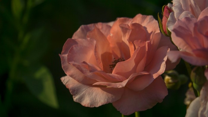 Close-up of a pink rose with soft lighting