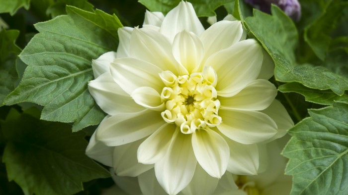 White Dahlia flower with green leaves