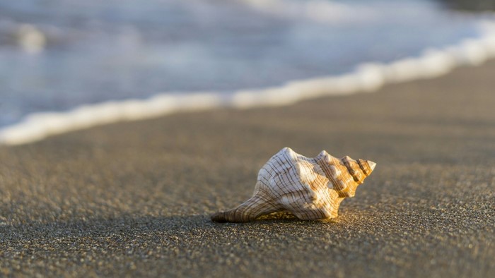 Seashell on a sandy beach with waves