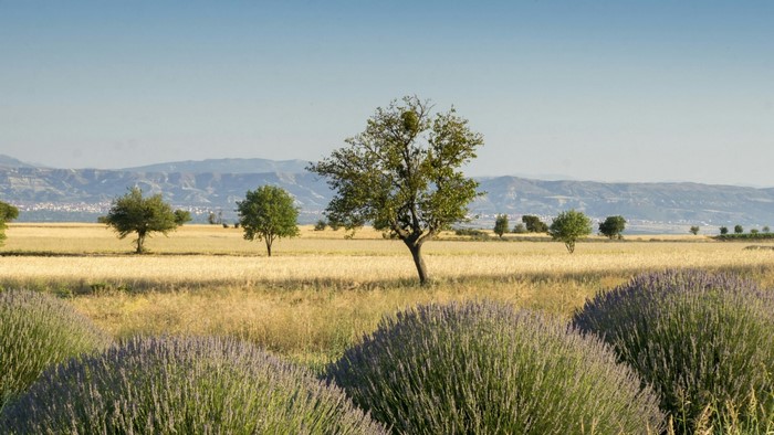 Lavender field with trees and mountains