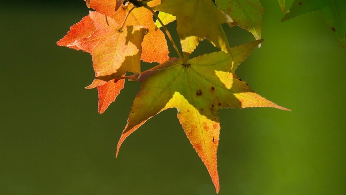 Autumn leaves with sunlight