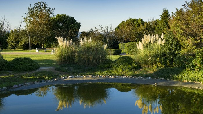 Park with pond and pampas grass