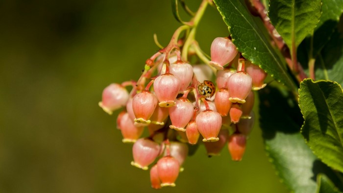 Pink flowers with a ladybug