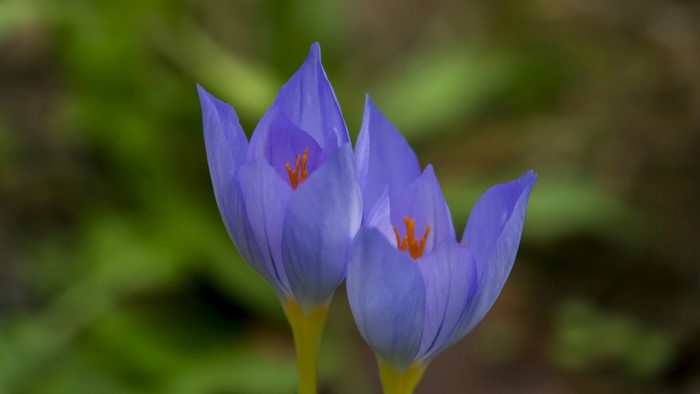 Two purple crocus flowers with orange stamens