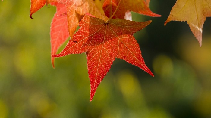 Autumn leaves in red and yellow