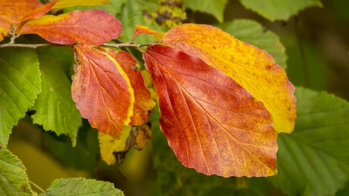 Autumn leaves changing color on a branch