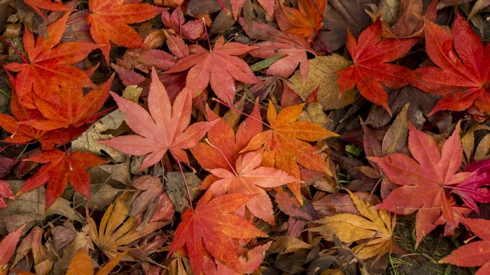 Autumn leaves on the ground