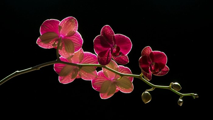 Pink and red orchids on a black background