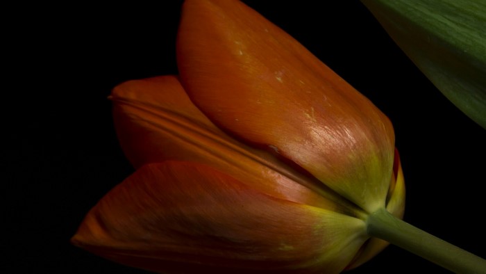 Orange Tulip Flower