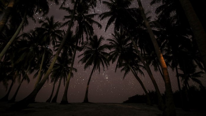 Palm trees under a starry night sky