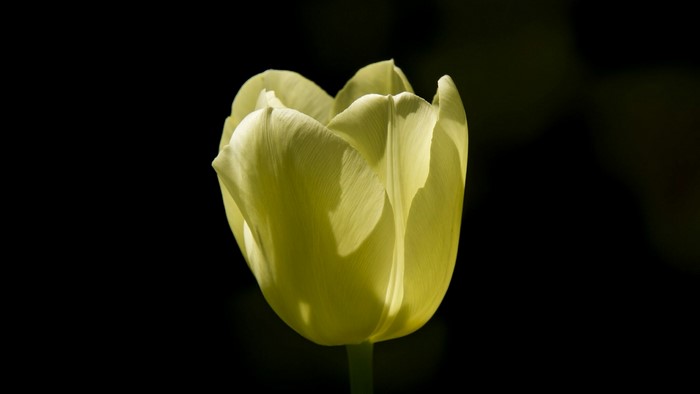 Yellow Tulip on Black Background