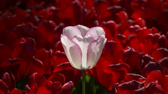 A single white and pink tulip stands out amongst red tulips