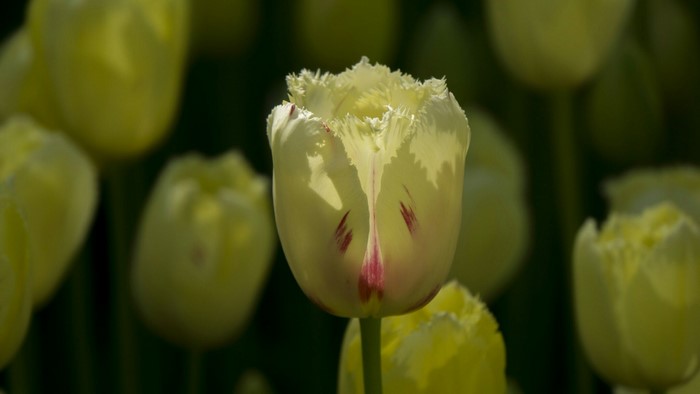 Yellow fringed tulips with red markings