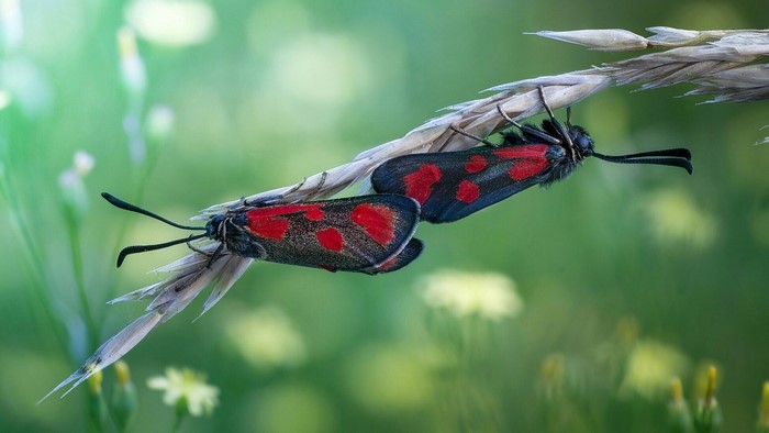 Two Moths on a Plant Stem